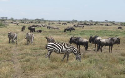 Top 10 Facts About The Great Serengeti Migration