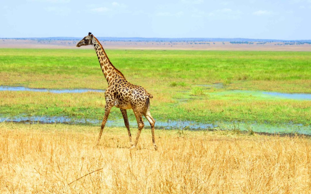 3 Days Tarangire Manyara Ngorongoro Safari