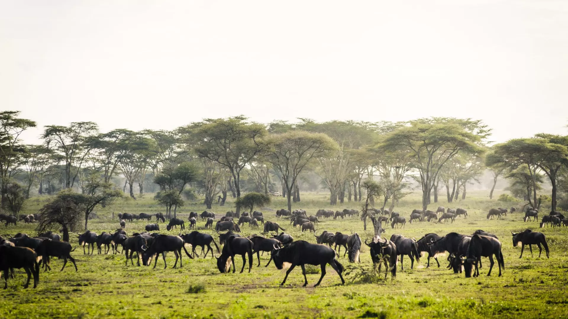 Serengeti Great Migration Safari