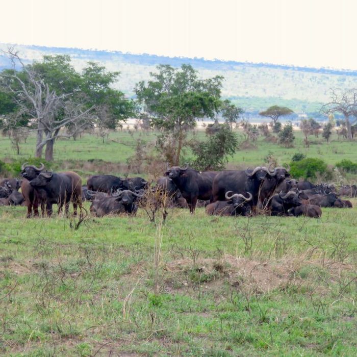 Buffalo-tanzania