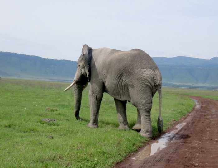 CRATER ELEPHANTS