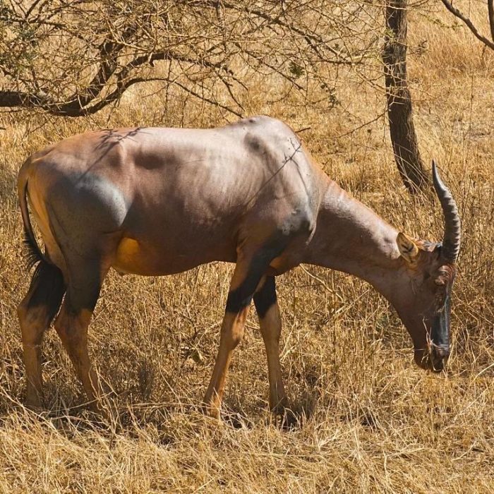 MIKUMI TANZANIA