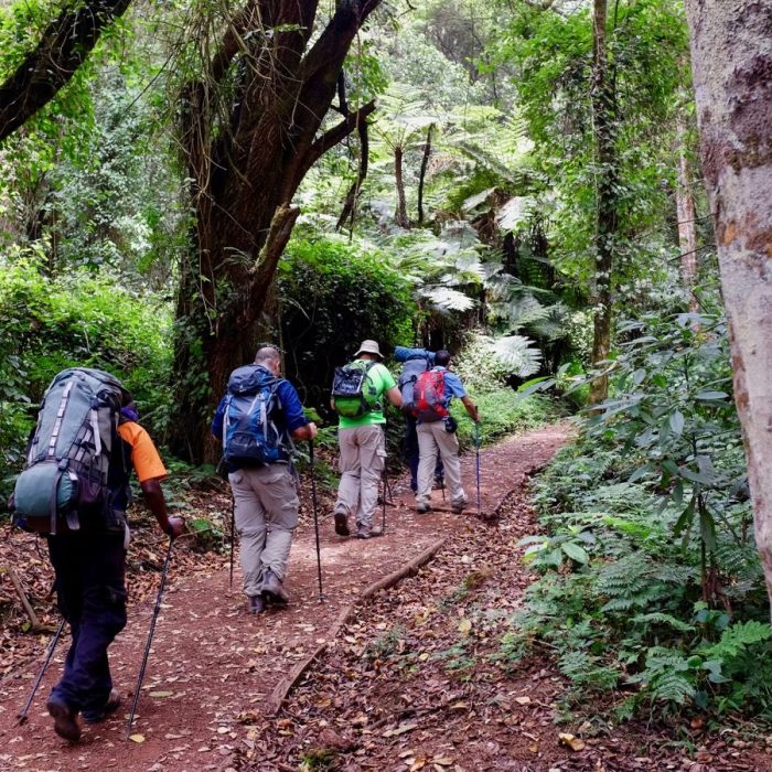 Forest walk, on mount Kilimanjaro