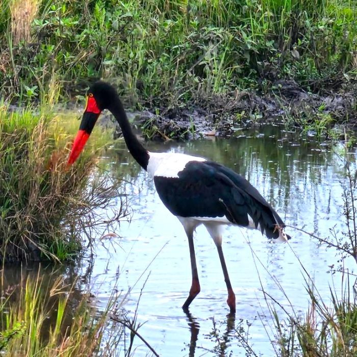 SELOUS BIRD