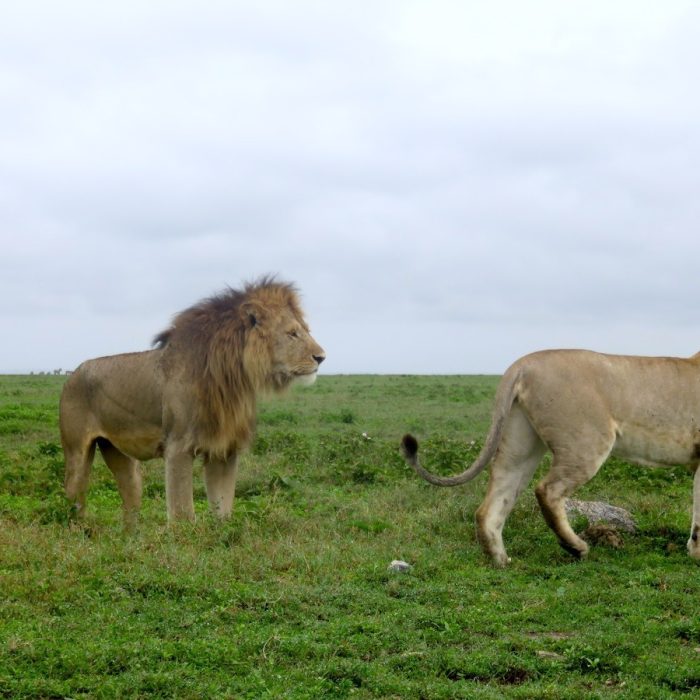 SERENGETI WILDLIFE SAFARI