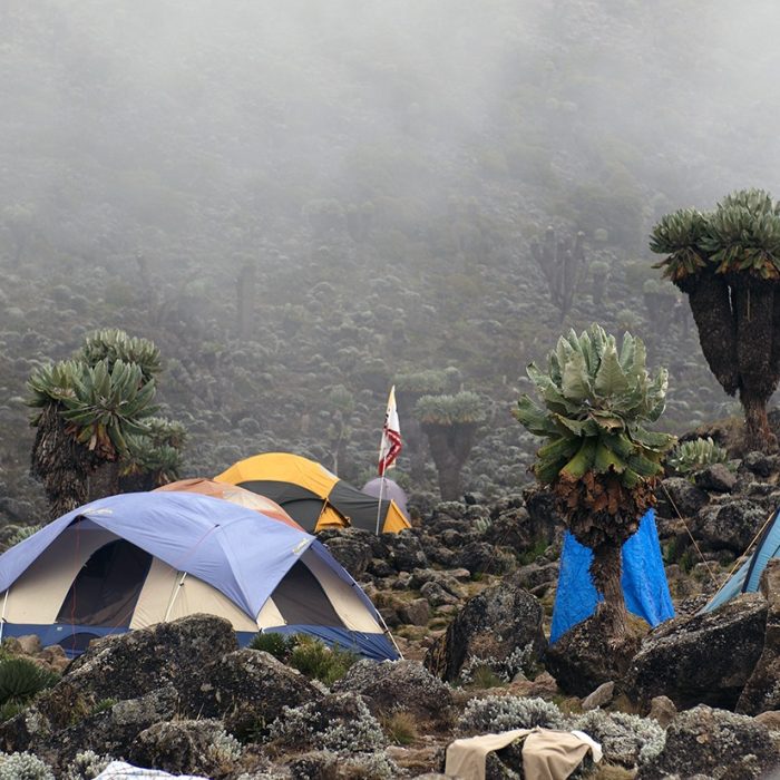 kilimanjaro northern