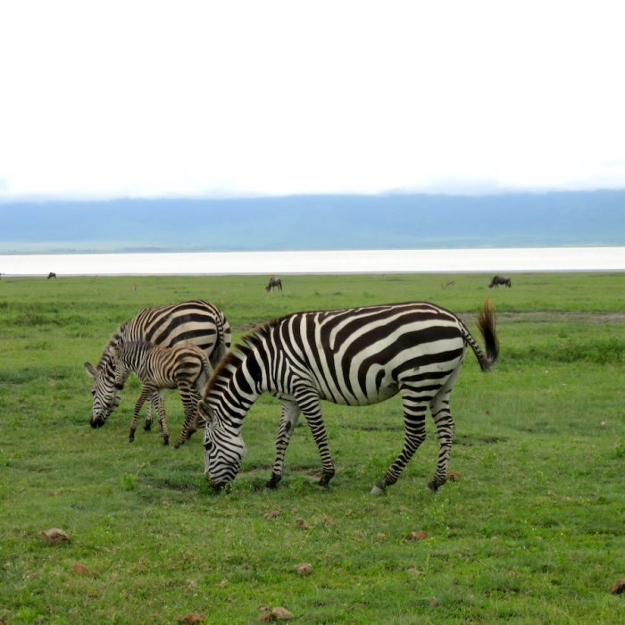 ngorongoro