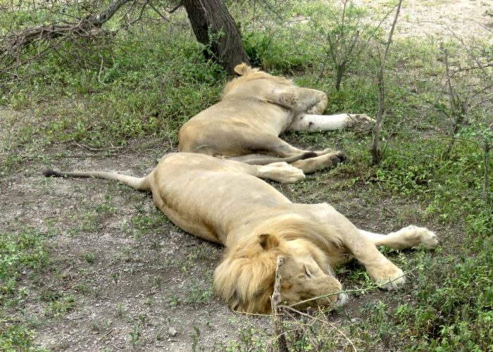 plain of serengeti