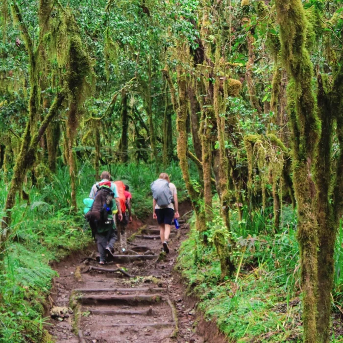 rongai walk