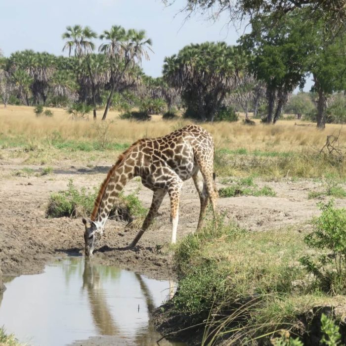 ruaha girraffe