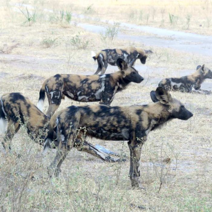 ruaha national park