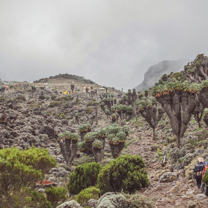 Kilimanjaro hike Lemosho route