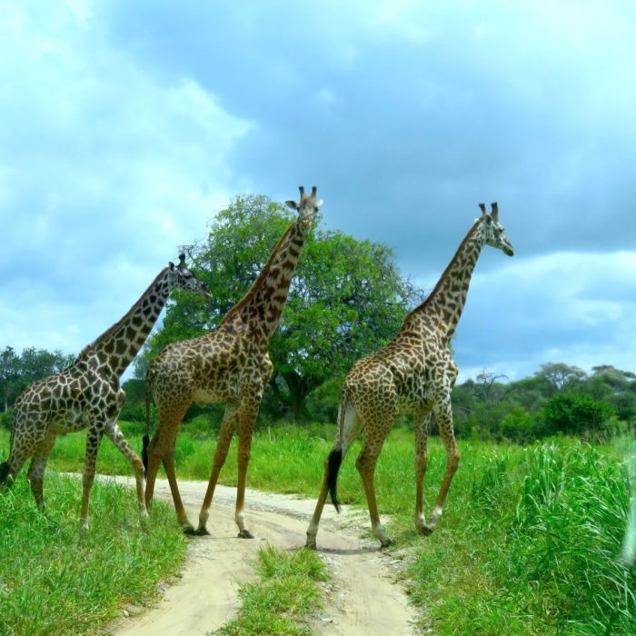 tanzania-safari-