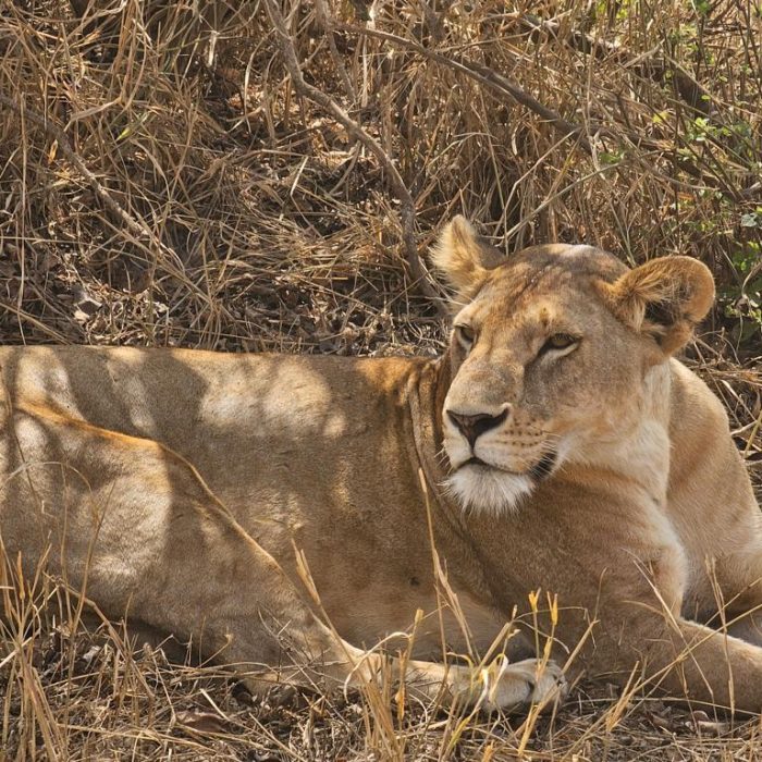 tarangire lion