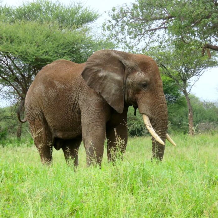 tarangire-national-park