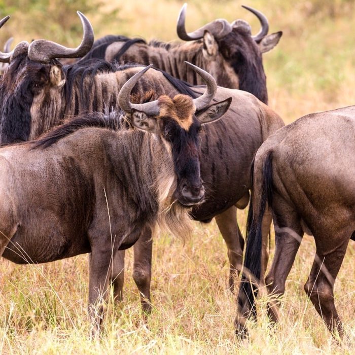 wildebeests-5797038_1280