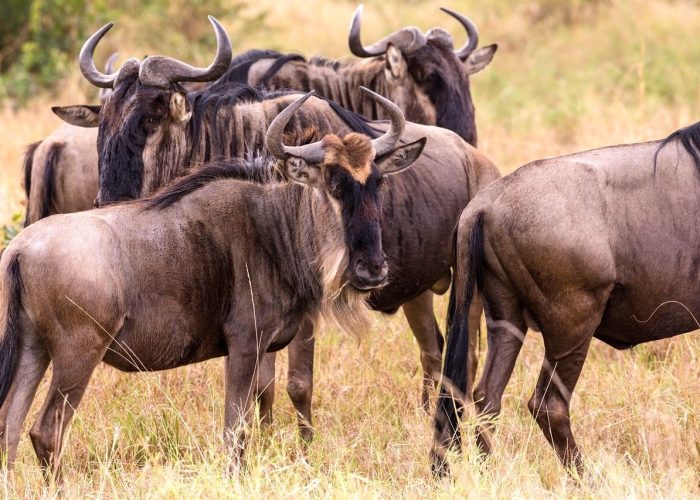 wildebeests in serengeti national park